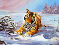 Тигр на снежной равнине
