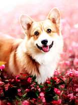 Милый корги и розовые цветочки