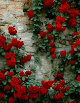 Красная плетущаяся роза