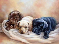 Три цветных щеночка