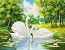 Нежные лебеди на пруду