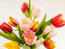 Весенний букет тюльпанов