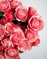 Насыщено-розовые розы