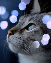 Котик в бликах огоньков