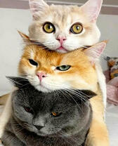 Три кота друг над другом