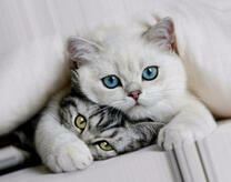 Котята под одеялом