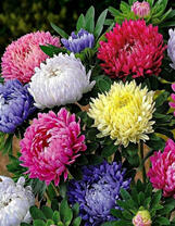 Разноцветные астры на клумбе