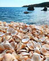 Ракушка на берегу моря