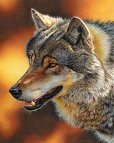 Старый серый волк