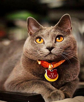 Пушистый британец