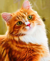 Красивая рыжо-белая кошечка