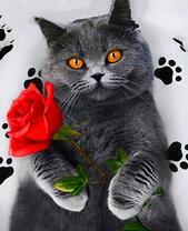 Серая кошечка с красной розой