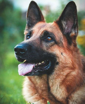 Довольный пёс породы овчарка