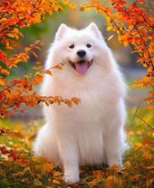 Самоедская лайка