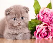 Вислоухий котёнок и розовые розы