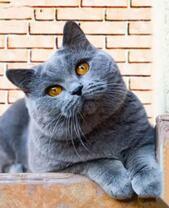 Пушистая желтоглазая кошка