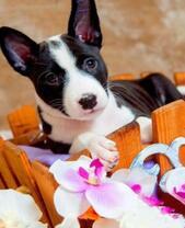 Щенок породы Стаффорд