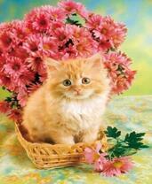 Маленький котёнок возле хризантем