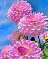 Нежно-розовые георгины