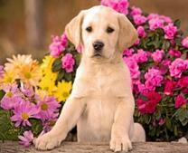 Щенок лабрадора среди ярких цветов