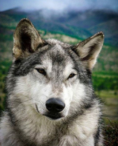 Серый волк на фоне гор