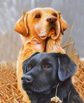 Два красивых лабрадора