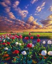 Красота тюльпанов и вечернего неба