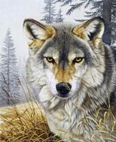 Волк на фоне серого леса