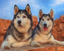 Довольные хаски на отдыхе