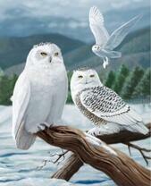 Белые совы на ветке среди озера