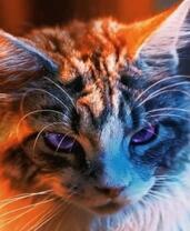 Портрет кота в лучах теплого света