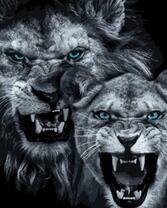 Злые голубоглазые львы