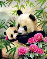 Мама панда кормит детеныша