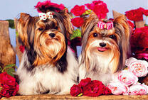 Милые Йорки