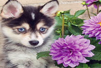 Щенок хаски и фиолетовые розы