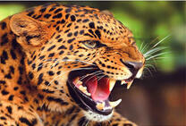 Рык леопарда