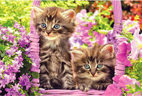 Котята в фиолетовой арке