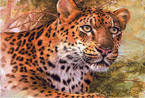 Леопард затаился на дереве