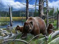 Медведица и ее малыш в голом лесу