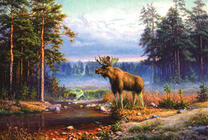 Старый лось у водопоя