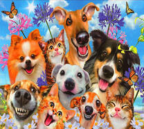 Фото веселых котят и собак