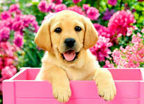 Розовый ящик со щенком лабрадора