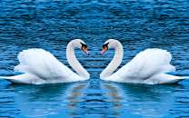 Два красивых белых лебедя на озёрной глади
