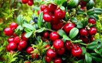 Красные лесные ягоды