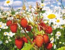 Спелая земляника среди ромашек
