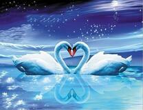 Пара лебедей под звёздами и полной луной