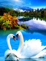 Любящие лебеди на осенней реке