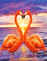 Розовые фламинго у моря на фоне заката