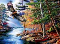 Белоголовый орлан над лесной рекой