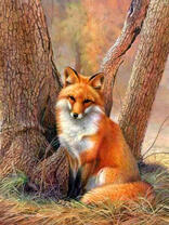 Рыжая пушистая лисичка под деревом